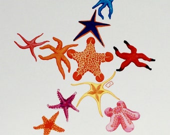 Colourful Starfish Art Print / Echinoderms / Marine Invertebrates / Marine Life / 8x10