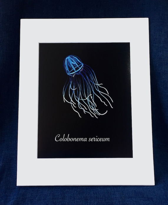 Jellyfish Silky Medusa Art Print / Hydrozoan / Bathypelagic Animal