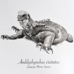 Galapagos Marine Iguana Art Print / Reptile / 8x10