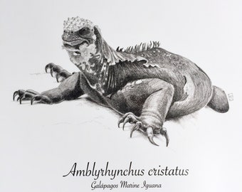 Galapagos Marine Iguana Art Print / Reptile / 8x10