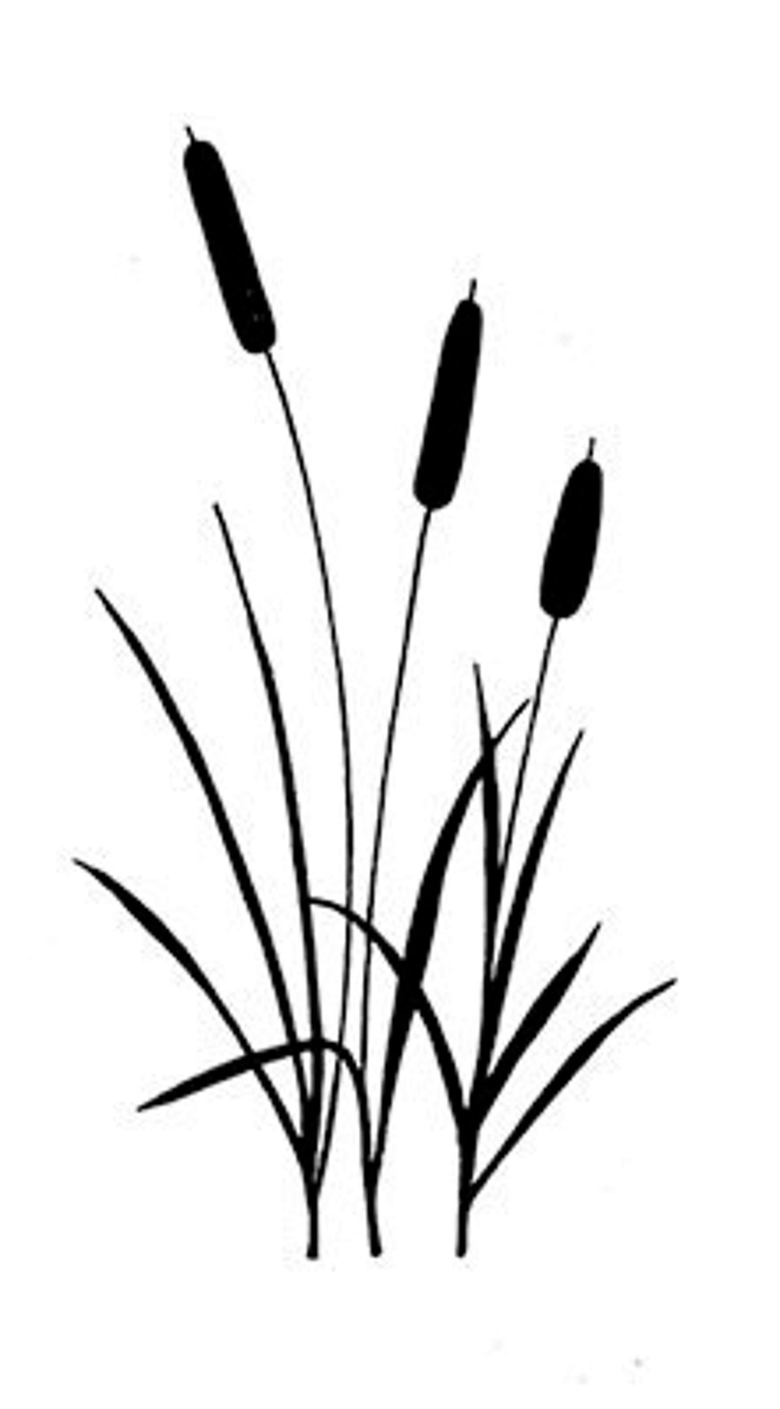 Камыши картинки