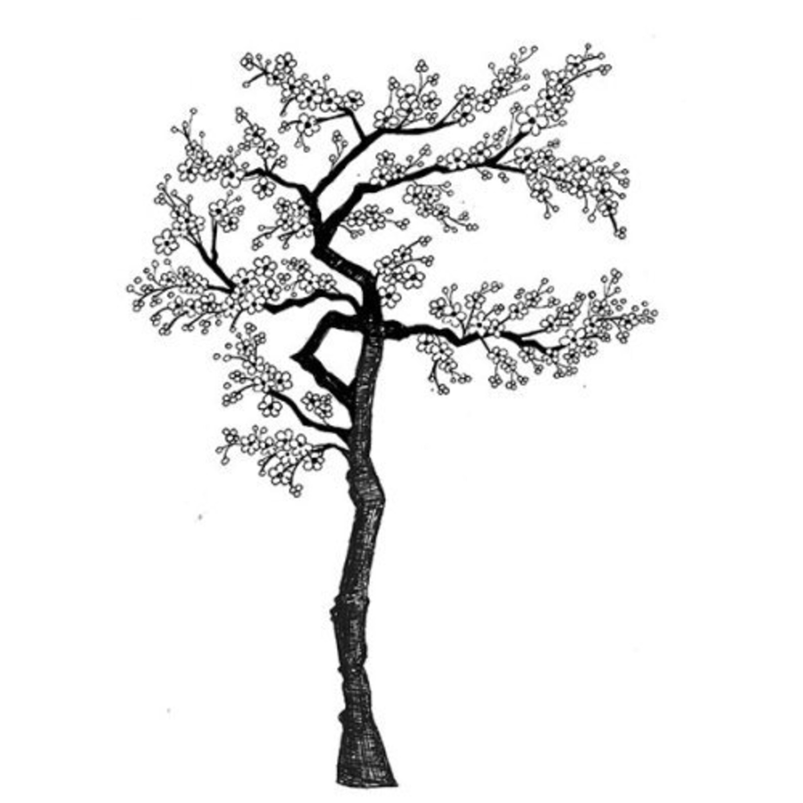Дерево Сакуры черно белое