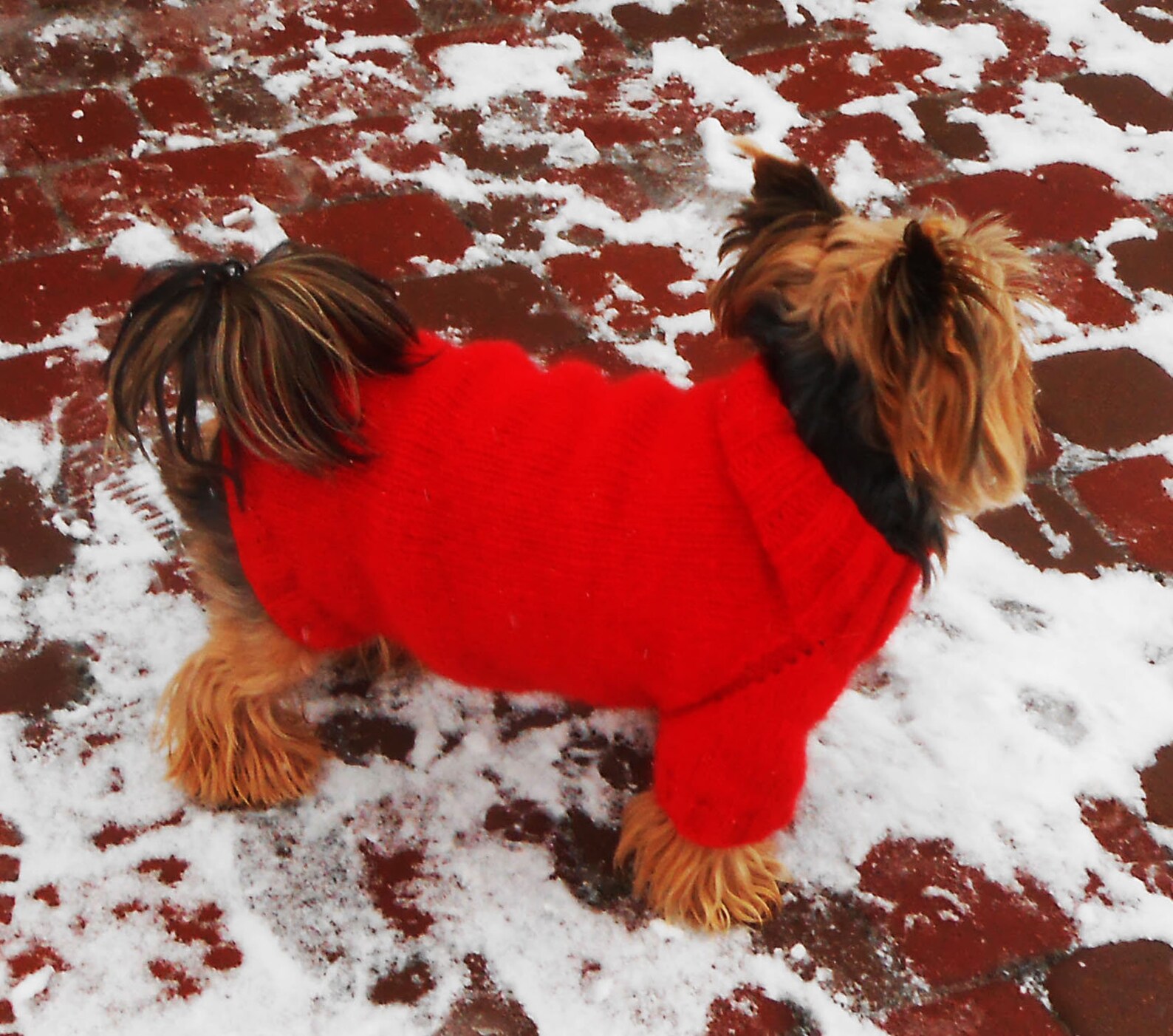 Red mohair sweater for yorkie Custom knit winter pullover for Etsy