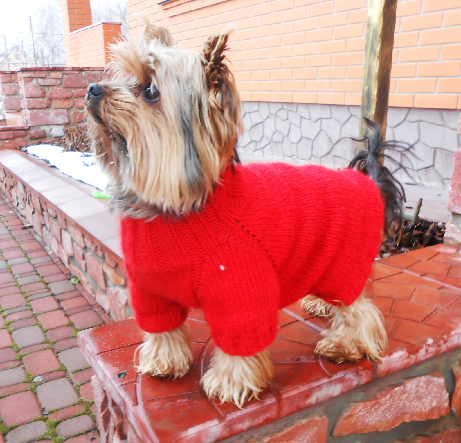 Red mohair sweater for yorkie Custom knit winter pullover for Etsy