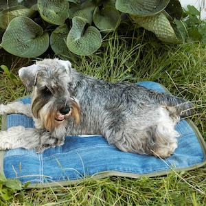 May include: A gray and white miniature schnauzer dog laying on a blue denim dog bed with green grass in the background.