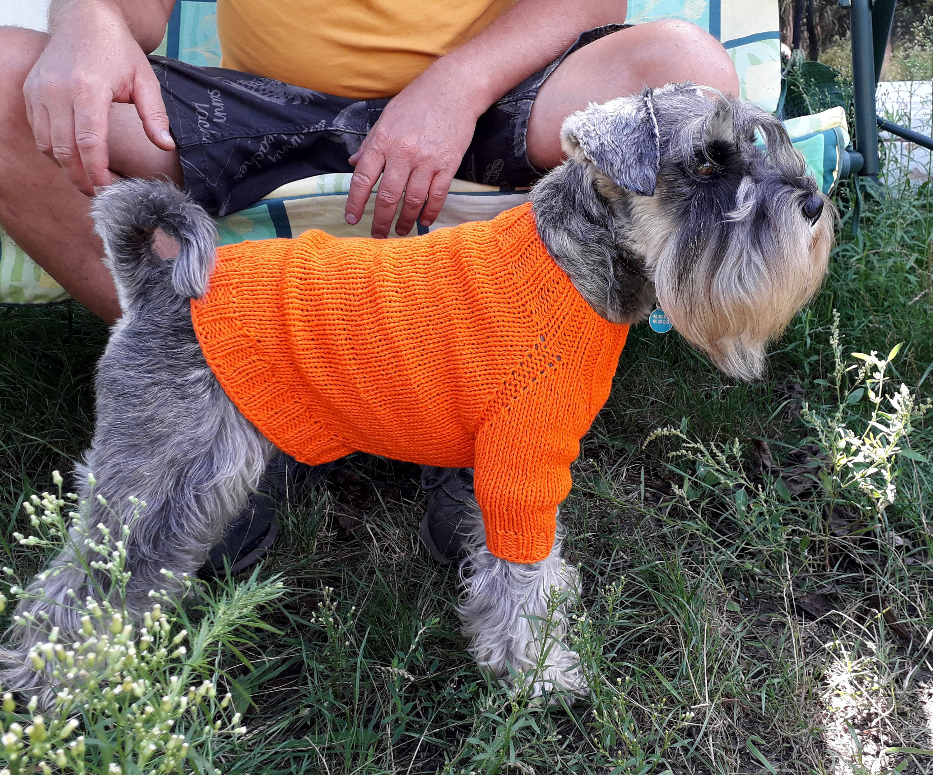 dog pumpkin sweater