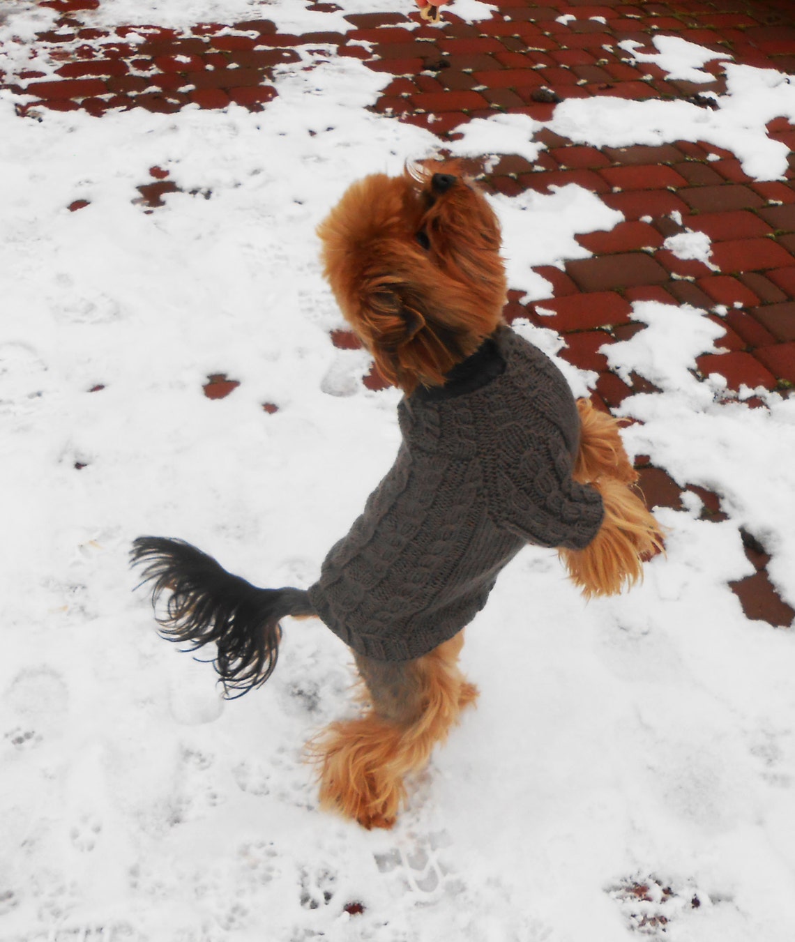 Custom Hand Knit Sweater for Yorkie Warm Gray Pullover for Etsy