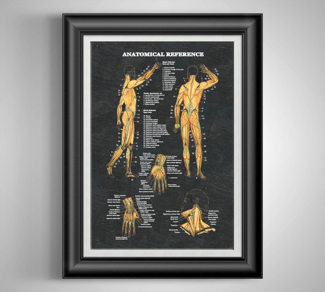 Physical Muscle Anatomy Art - Human Muscularity Poster - Medical Poster ...