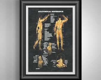Massage Therapist Physical Muscle Anatomy Art Human Muscularity Poster Pre Med Gift for Doctor Med Student Gift Medical Poster Unframed