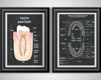 Dental Anatomy Two Print Set: Dentist Office Decor, Hygienist Gift, Unframed Posters for Students