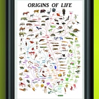 Evolutionary Biology Tree of Life Poster: Educational Nature Art - Etsy UK