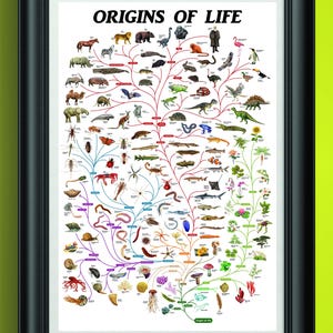 May include: A framed print titled "ORIGINS OF LIFE" featuring a colorful diagram of the evolution of life. The diagram includes illustrations of various animals, plants, and organisms, connected by branching lines. The frame is black.