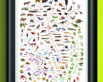 Charles Darwin Evolution Poster: Biology Science Art for Classroom, Homeschool & Tree of Life Enthusiasts Unframed