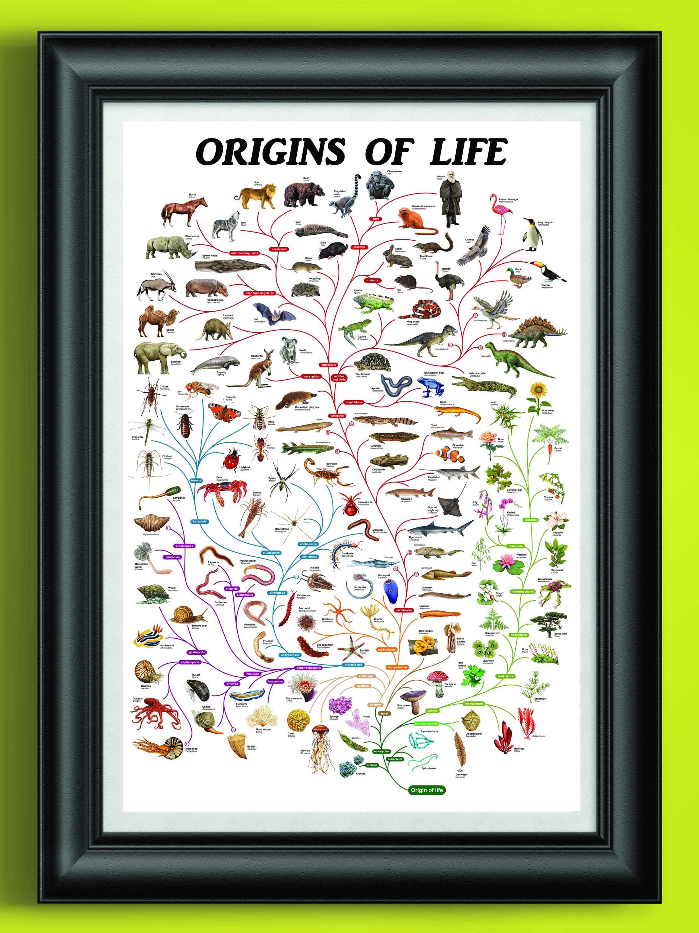 Charles Darwin Evolution Poster: Biology Science Art for Classroom ...