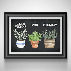 May include: Framed artwork featuring watercolor illustrations of potted herbs: Lemon Verbena, Mint, and Rosemary. Each herb is labeled with its name in white text against a black chalkboard background. The pots vary in style, with a white pot with blue stripes, a terracotta pot, and a wooden planter.