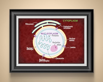 Cytoplasm & Nuclear Structure Biology Art Print: Educational Science Poster for Classroom Decor