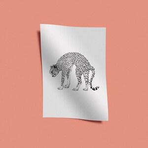 May include: A black and white line drawing of a cheetah on a white background.
