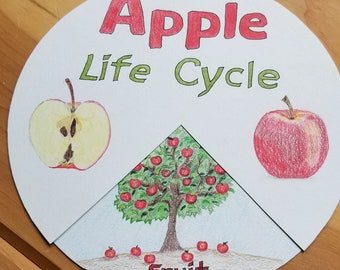Waldorf Apple Life Cycle Spinner