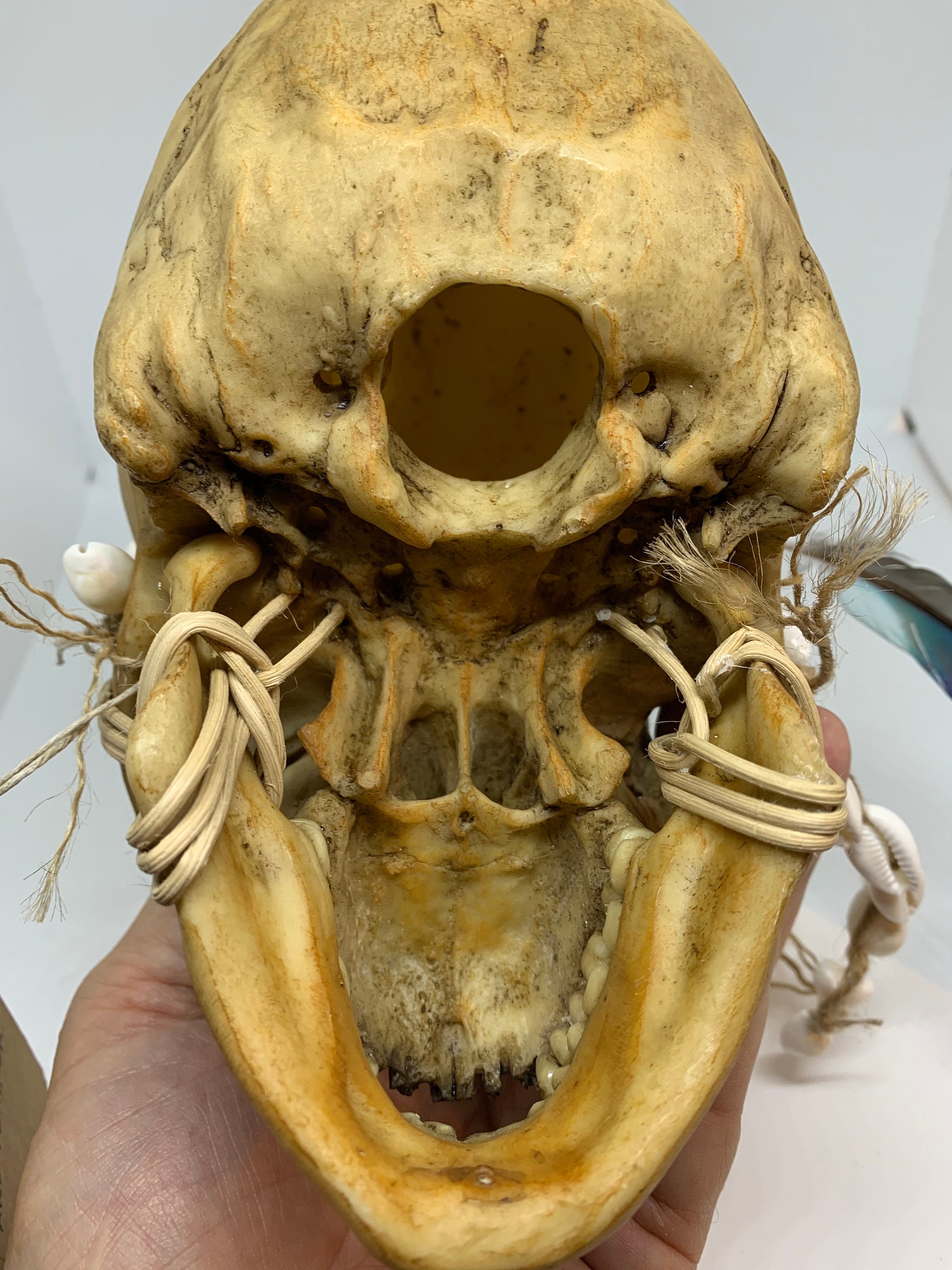 Borneo Headhunter Trophy Skull replica with cowries and feather Borneo Headhunter Trophy Skull replica with cowries and feather