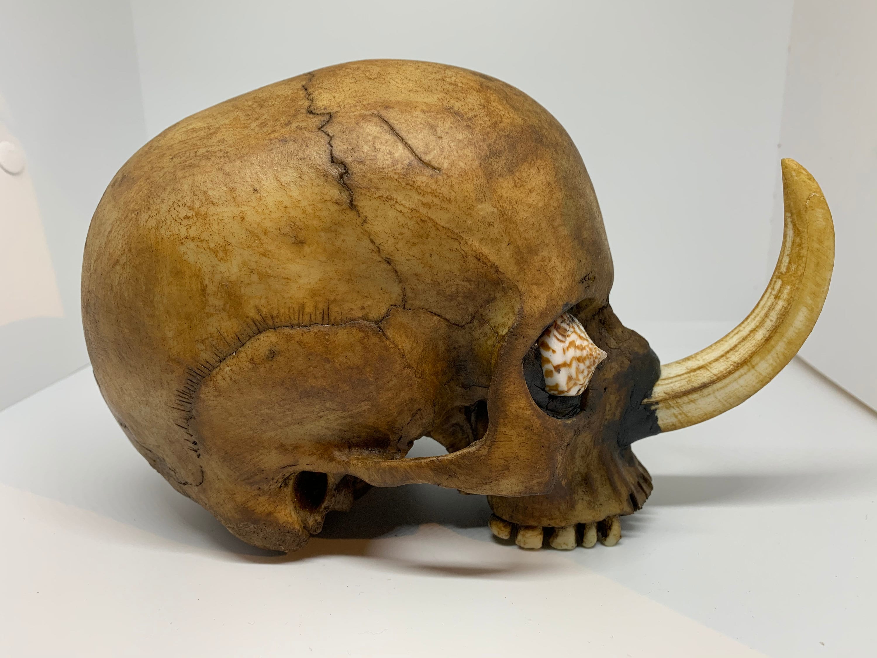 蝦夷鹿hunting trophy（deer skull） 菊*ん様 蝦夷鹿hunting trophy（deer skull）異形角＋骨格