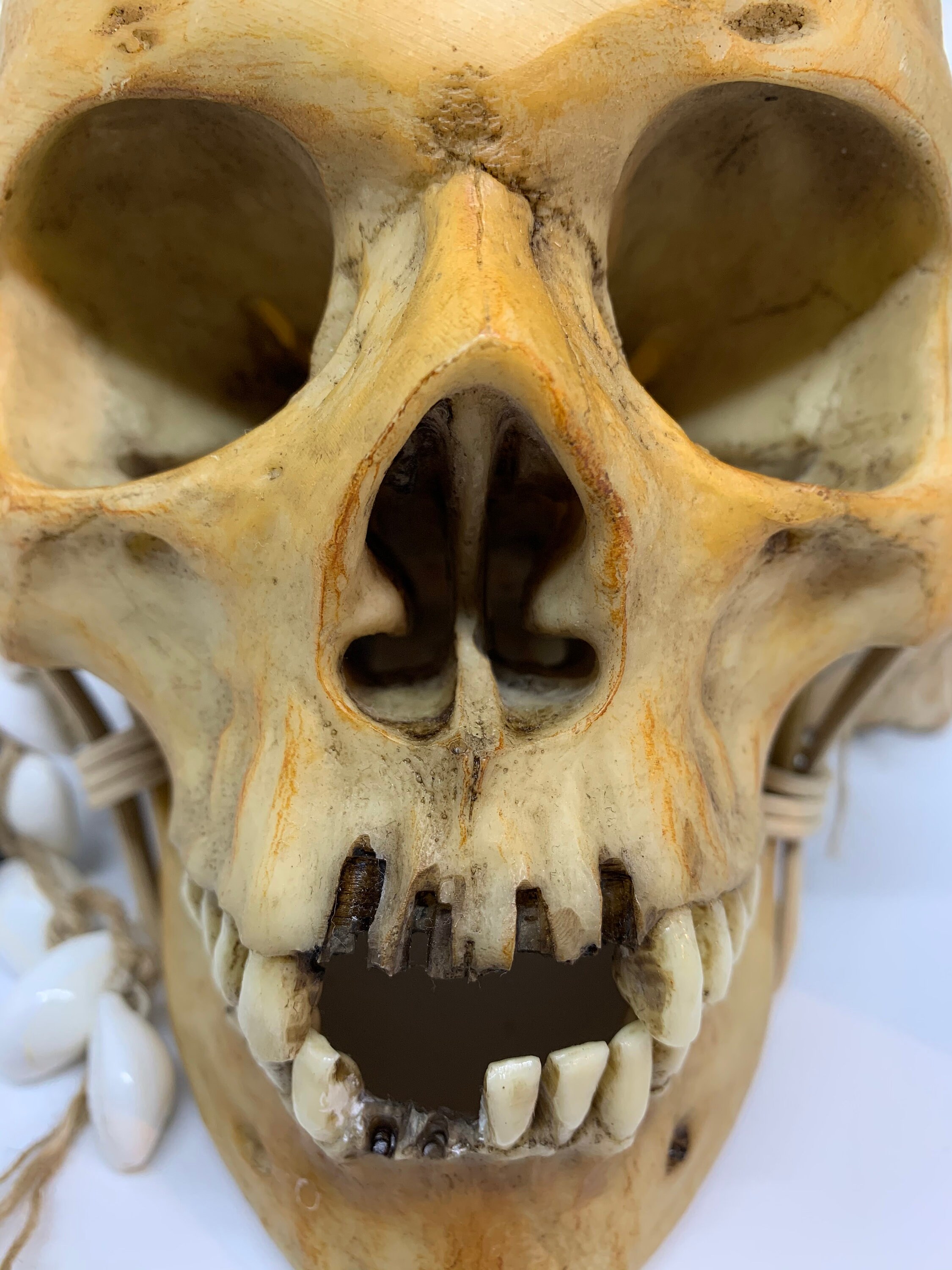 Borneo Headhunter Trophy Skull replica with cowries and feather Borneo Headhunter Trophy Skull replica with cowries and feather