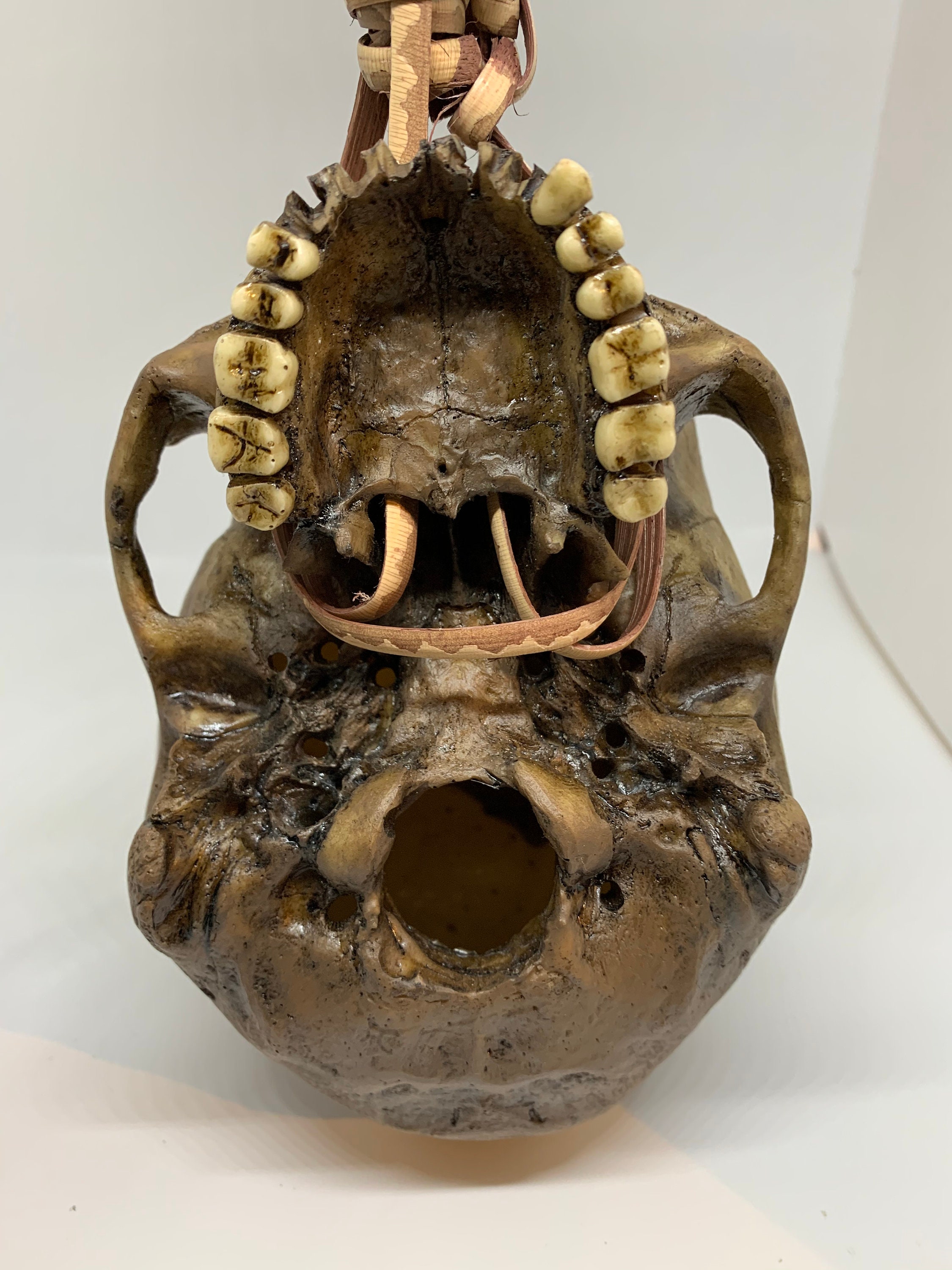 Borneo Headhunter Trophy Skull replica with carrying handle Borneo Headhunter Trophy Skull replica with carrying handle