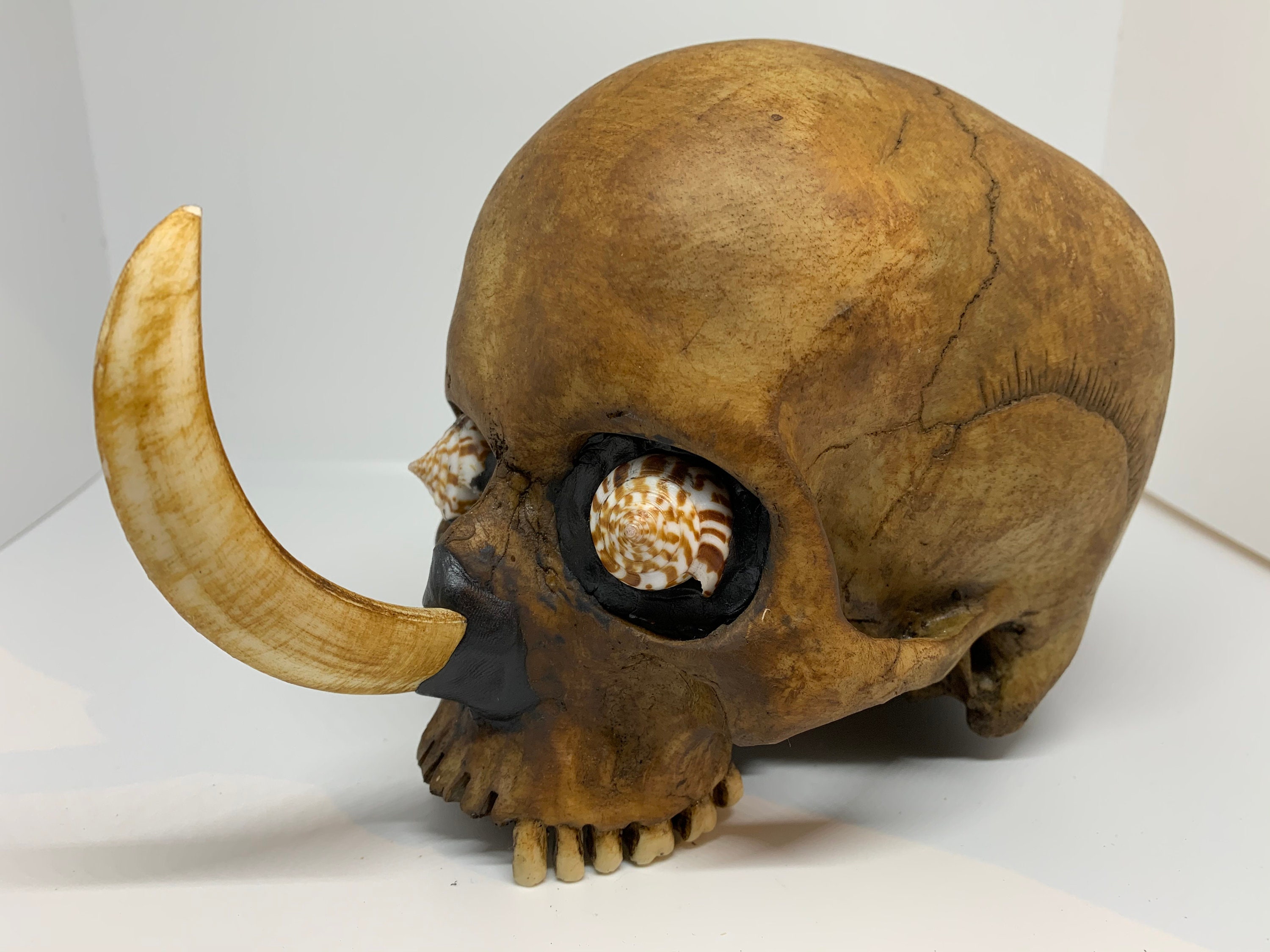 蝦夷鹿hunting trophy（deer skull）異形！アシンメトリー