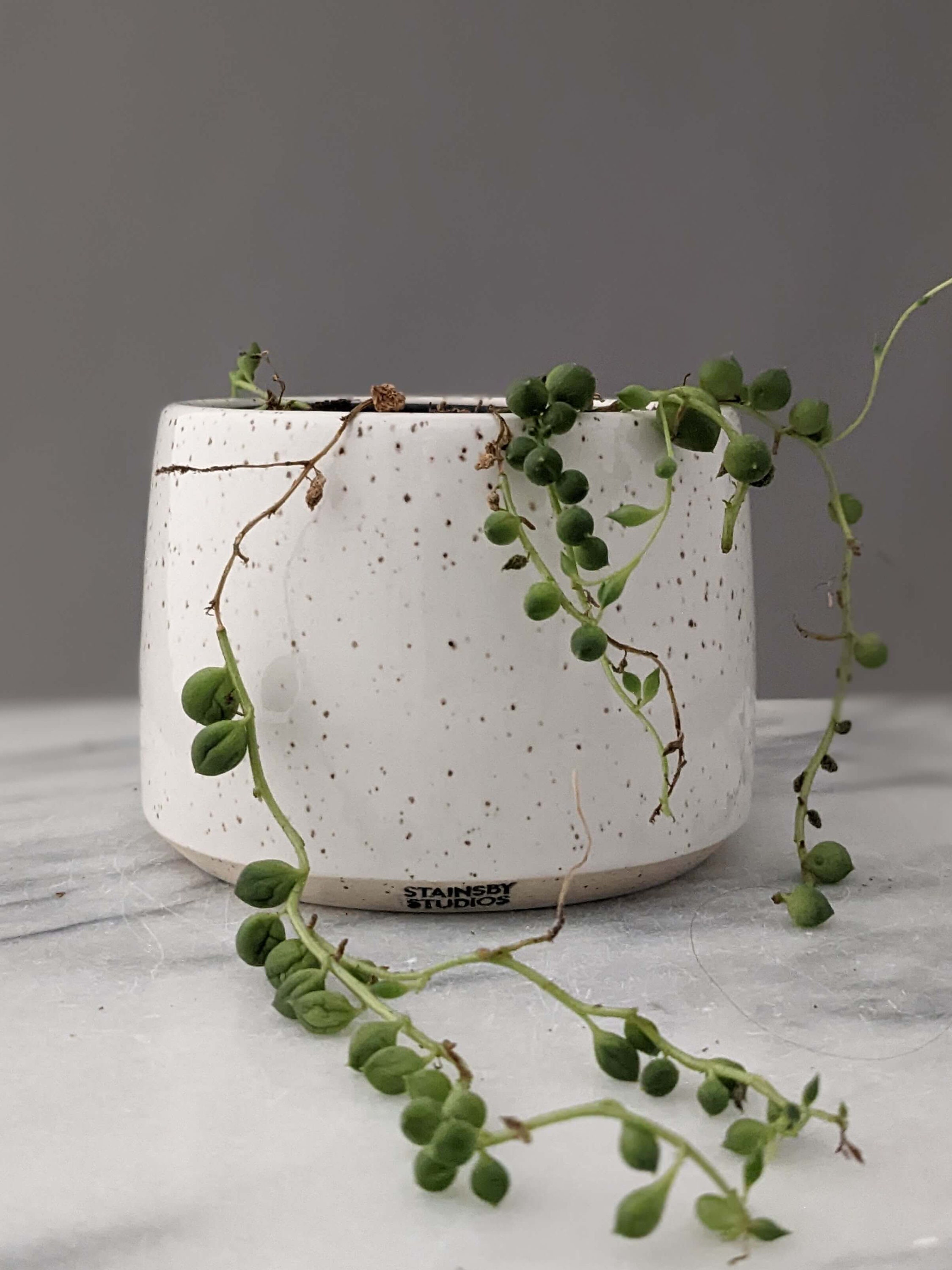 Senecio String of Pearls in Persephone Ceramic Planter