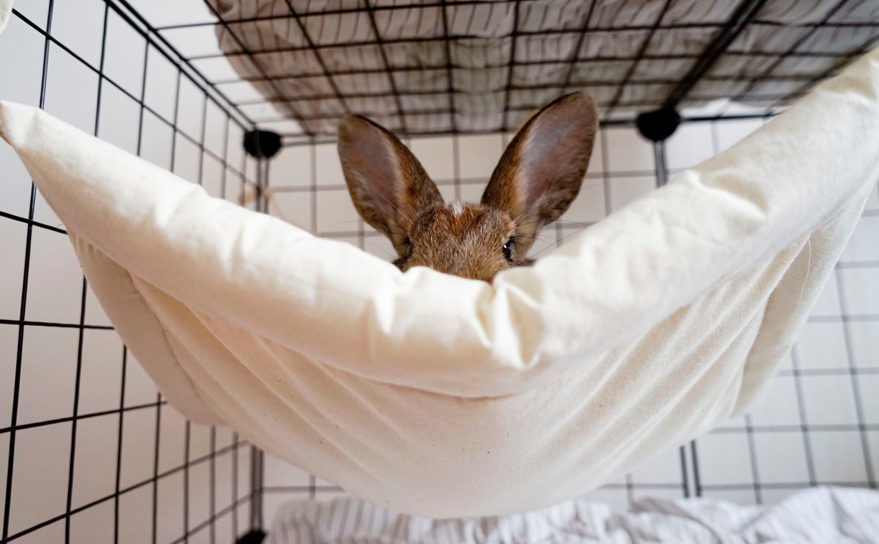 Bunny Hammock for Cage Playpen Crate Bed Mat for Rabbit Rat Etsy
