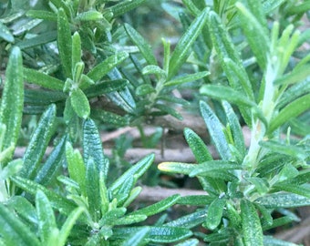 Fresh Long Stem Rosemary Sprigs (6"-8") Handpicked Cuttings Picked When You Order Stem Bunch Bundle