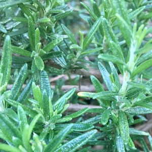 Fresh Long Stem Rosemary Sprigs (6&quot;-8&quot;) Handpicked Cuttings Picked When You Order Stem Bunch Bundle
