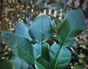 May include: Close-up of a cluster of green leaves with a prominent vein running down the center of each leaf.