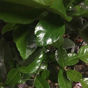May include: Close-up of a green leafy plant with glossy leaves. The leaves are arranged in a dense cluster, creating a lush and vibrant texture.