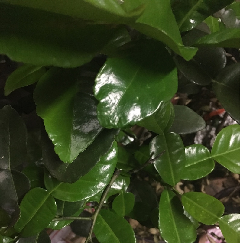 May include: Close-up of a green leafy plant with glossy leaves. The leaves are arranged in a dense cluster, creating a lush and vibrant texture.