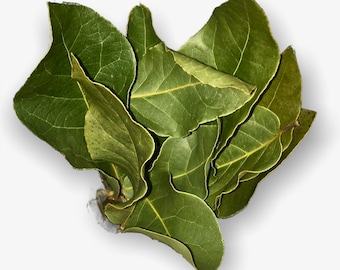 Dried Bay Leaves Fresh Picked and Dried to Order Laurus Nobilis Bay Leaf Tree Bay Laurel Sweet Bay Leaf