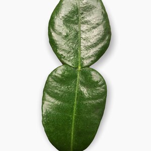 May include: Two green kaffir lime leaves, one on top of the other, with a white background.
