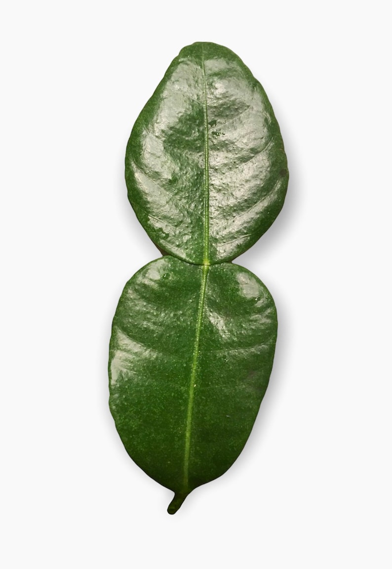 May include: Two green kaffir lime leaves, one on top of the other, with a white background.