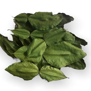Dried Kaffir Lime Leaves Picked Fresh Dried and Shipped to Order Thai Makrut Mauritius Papeda Citrus Hystrix