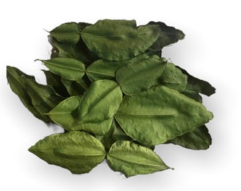 May include: A pile of dried green kaffir lime leaves. The leaves are arranged in a random pattern and are a light green color.