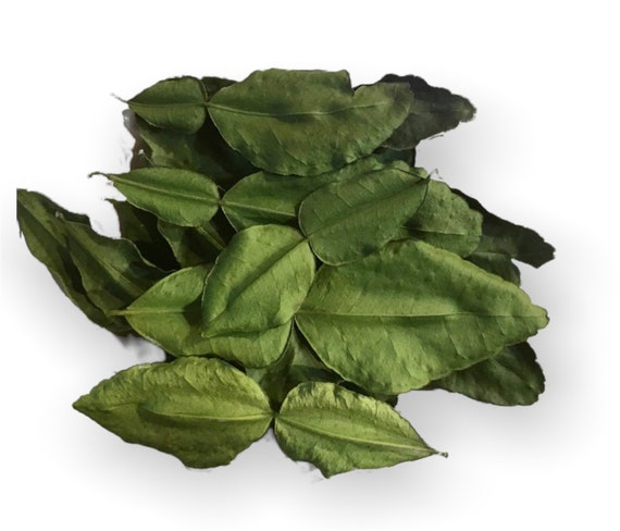 Dried Kaffir Lime Leaves Picked Fresh Dried and Shipped to Order Thai Makrut Mauritius Papeda Citrus Hystrix
