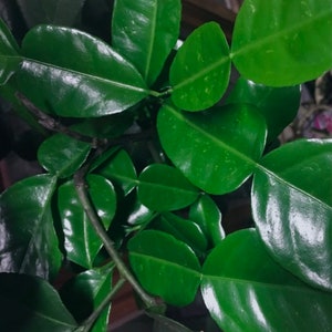 May include: Close-up of a green leafy plant with glossy leaves. The leaves are arranged in a cluster, showing the intricate branching pattern of the plant.