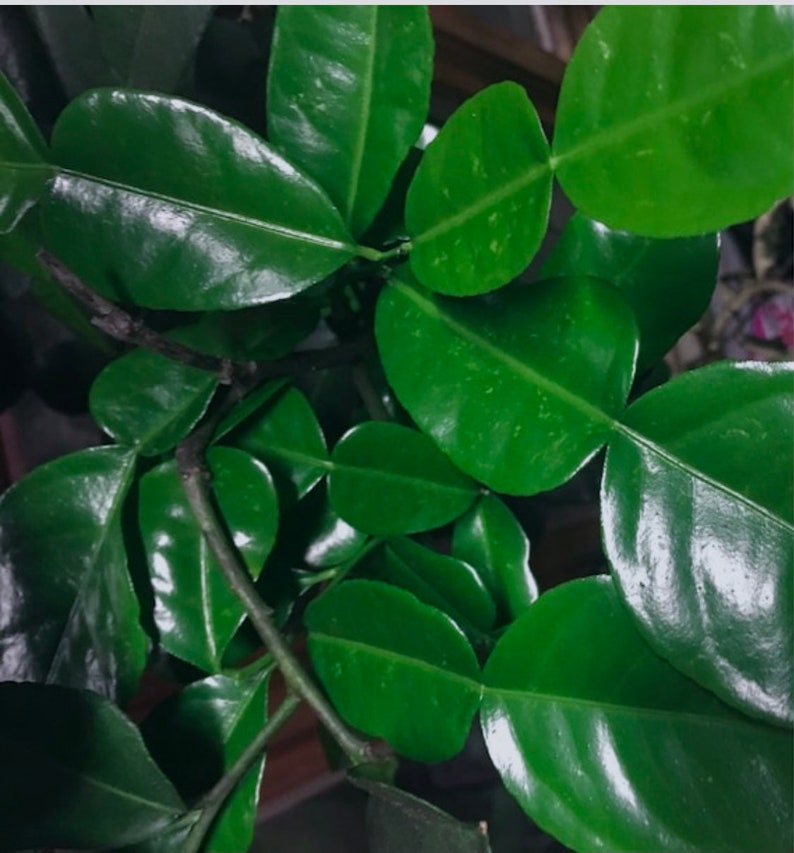 May include: Close-up of a green leafy plant with glossy leaves. The leaves are arranged in a cluster, showing the intricate branching pattern of the plant.
