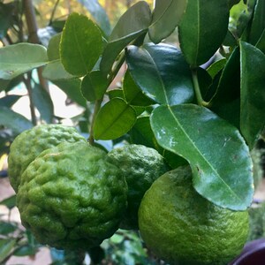 K&ouml;nnte beinhalten: Nahaufnahme von vier gr&uuml;nen Kaffir-Limettenfr&uuml;chten, die an einem Ast mit &uuml;ppigem, gr&uuml;nem Laub h&auml;ngen.