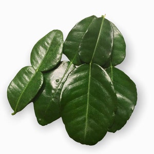 May include: A bunch of five green kaffir lime leaves, with a glossy, waxy texture.