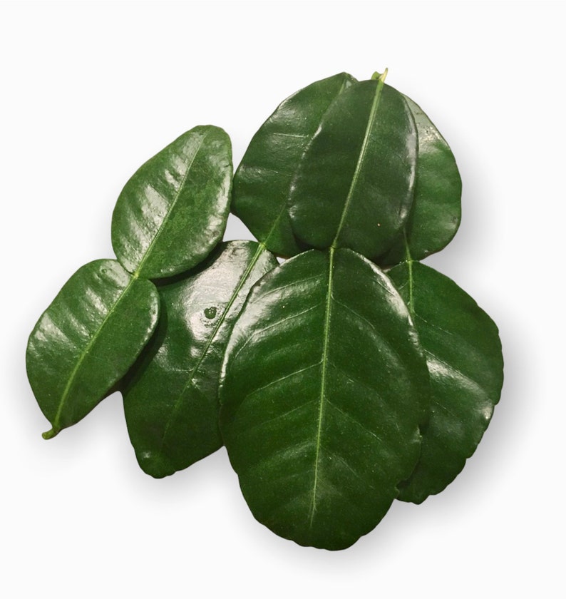 May include: A bunch of five green kaffir lime leaves, with a glossy, waxy texture.