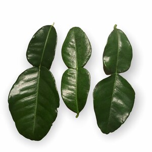 May include: Three green kaffir lime leaves, each with two leaflets, arranged in a row against a white background.