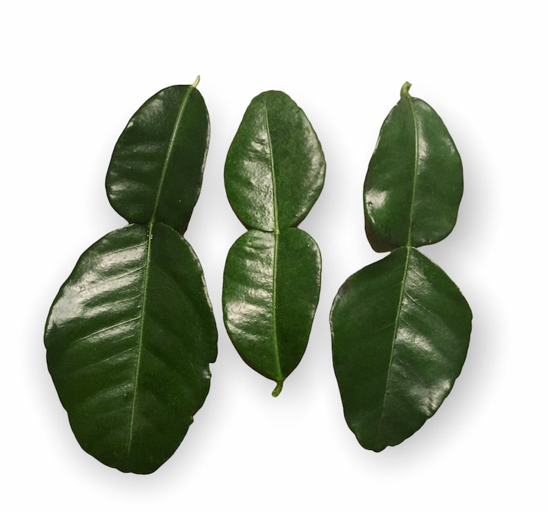 May include: Three green kaffir lime leaves, each with two leaflets, arranged in a row against a white background.