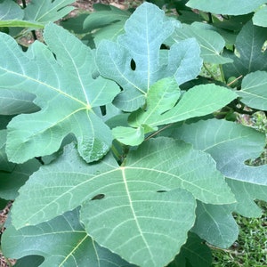 May include: Close-up of a fig tree with large, green, lobed leaves. The leaves have prominent veins and a slightly rough texture. The image captures the lush foliage of the tree, with some leaves overlapping.