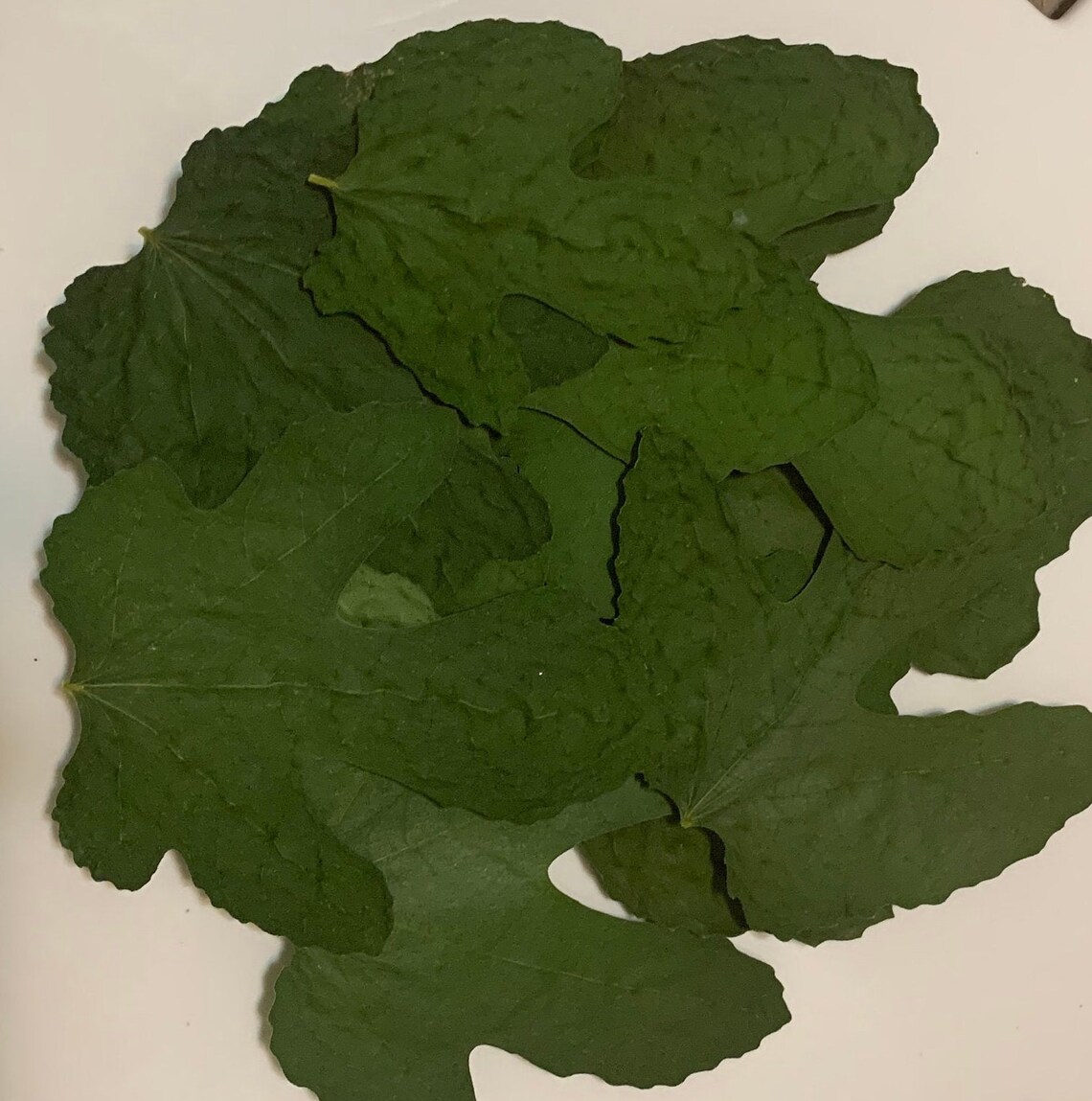 Dried Fig Leaves Picked Fresh and Dried to Order Brown Etsy