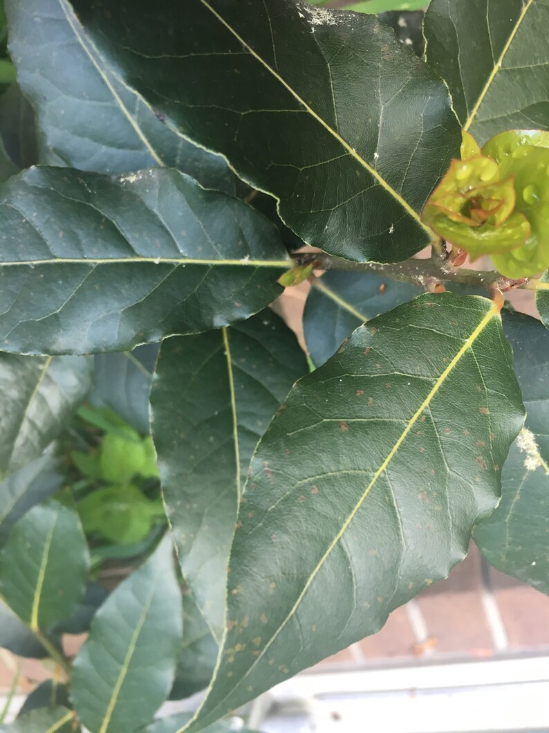 Fresh Bay Leaves Picked by Hand to Order Laurus Nobilis Bay Etsy